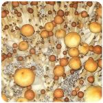 Псилоцибиновые (галлюциногенные) грибы в Дербенте Psilocybin "Golden Teacher" Псилоцибиновые (галлюциногенные) грибы в Дербенте Psilocybin "Golden Teacher"