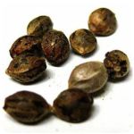 Семена марихуаны АК-47  (Seeds AK-47) в Дербенте